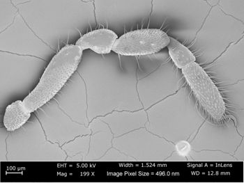 Media type: image;   Invertebrate Zoology 162243 Aspect: male leg III